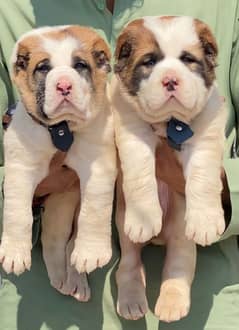 alabai security dog 2 month pair for sale heavy bone