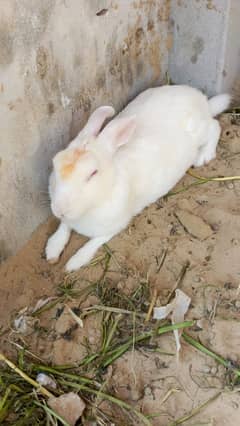 Rabbits Male and Female newzeland