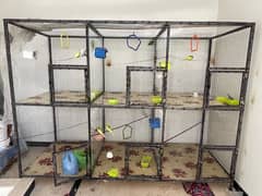 cage with parrots are available for sale