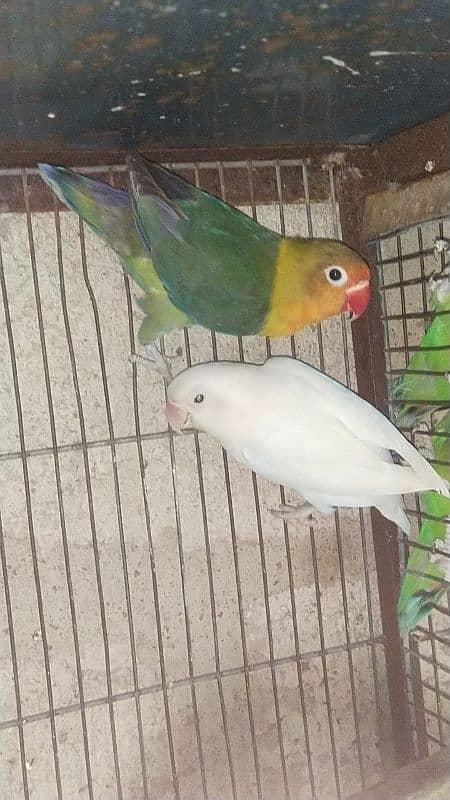 Love birds 1