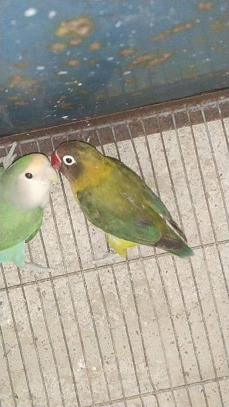 Love birds 4