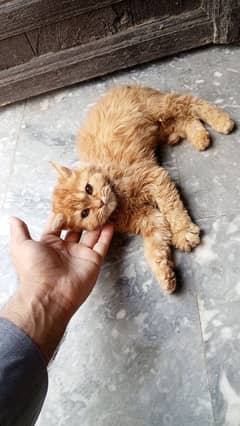 Persian cat