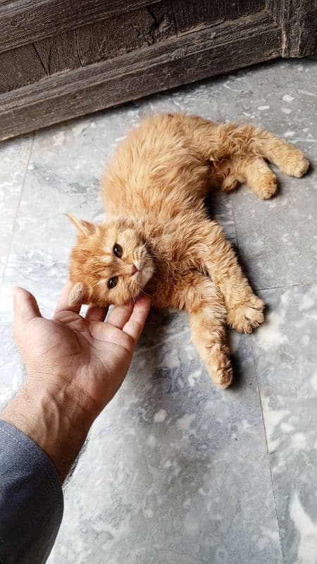 Persian cat 0