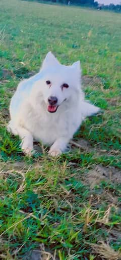 white puppi