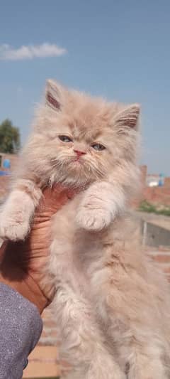 extreme punch fasc kitten for sale WhatsApp 03138306256