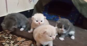 Persian kittens/extremely punch face kittens