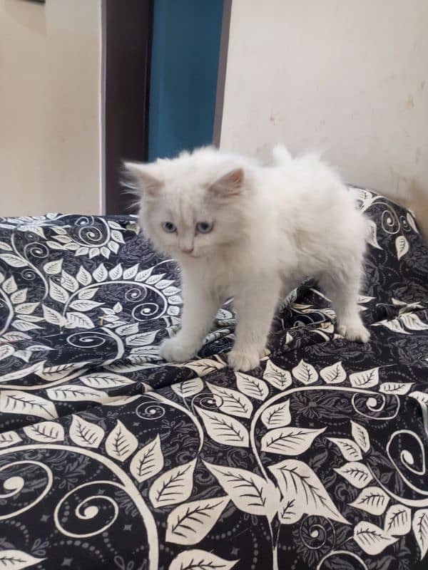 Persian full Heavy coat female 1