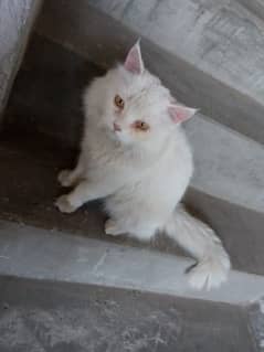 Persian male cat