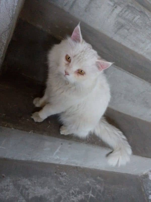 Persian male cat 0