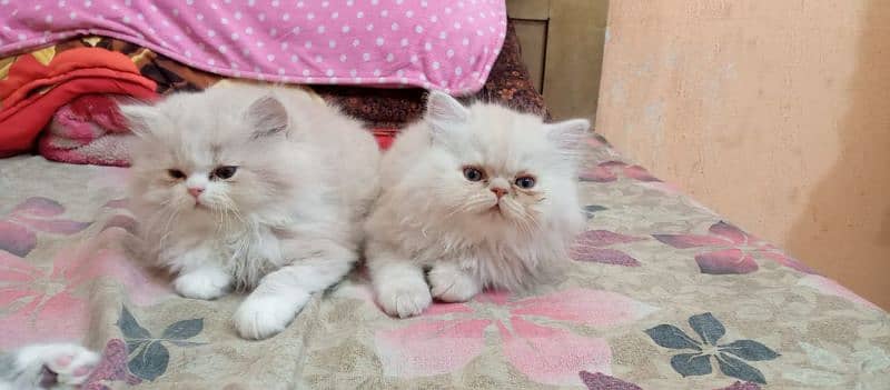 Persian kittens/extremely punch face kittens 1