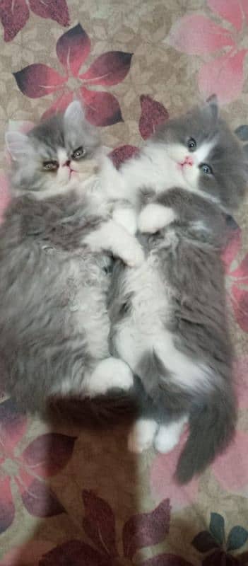 Persian kittens/extremely punch face kittens 2