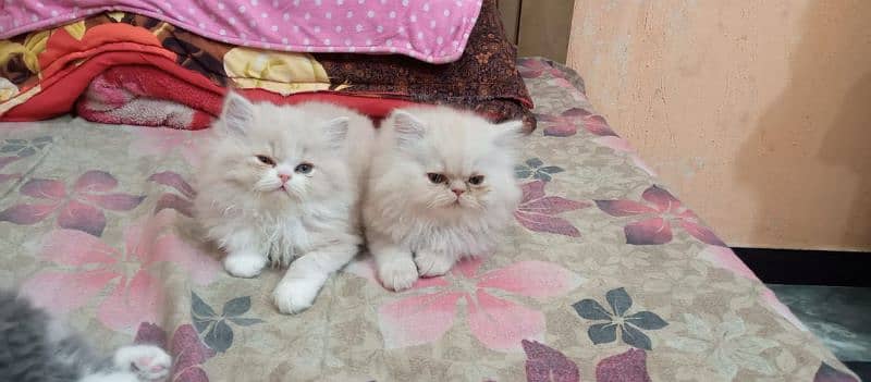 Persian kittens/extremely punch face kittens 3