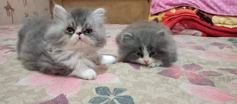 Persian kittens/extremely punch face kittens 4