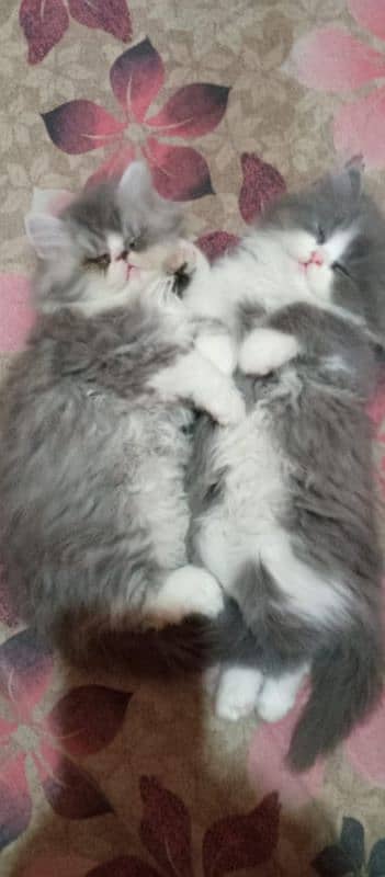 Persian kittens/extremely punch face kittens 5