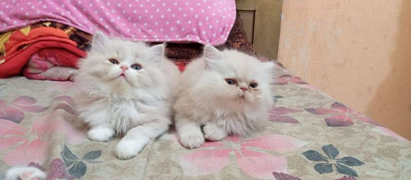 Persian kittens/extremely punch face kittens 6