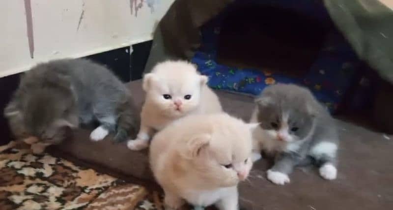 Persian kittens/extremely punch face kittens 7