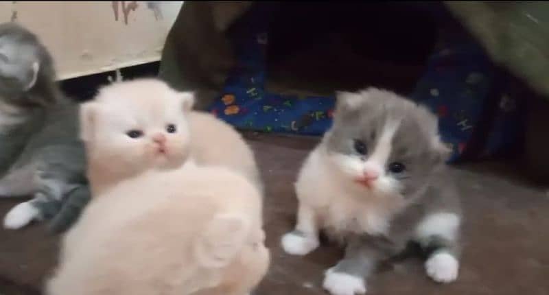 Persian kittens/extremely punch face kittens 8