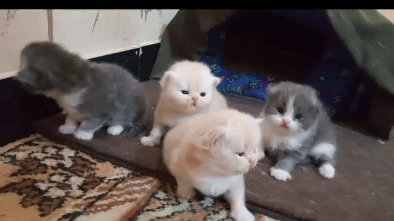 Persian kittens/extremely punch face kittens 9