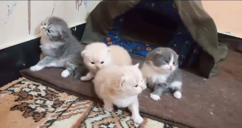 Persian kittens/extremely punch face kittens 10