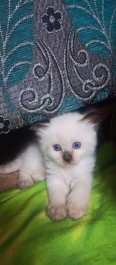 Siamese Kittens For Sale