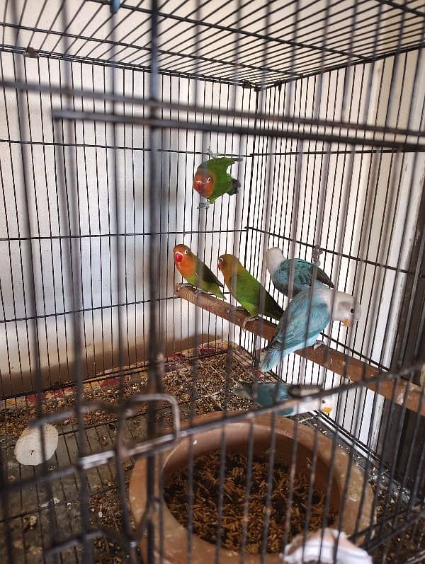 Lovebirds for sale 0