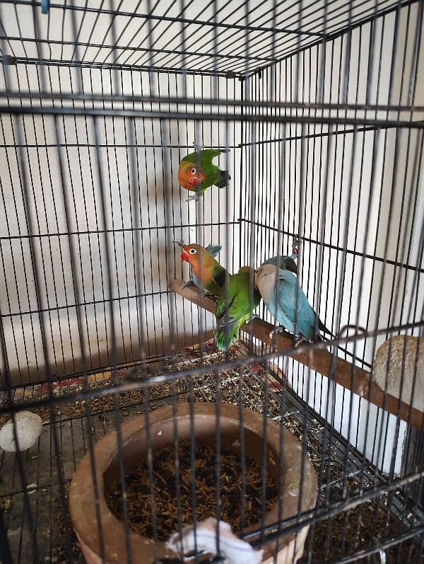 Lovebirds for sale 1