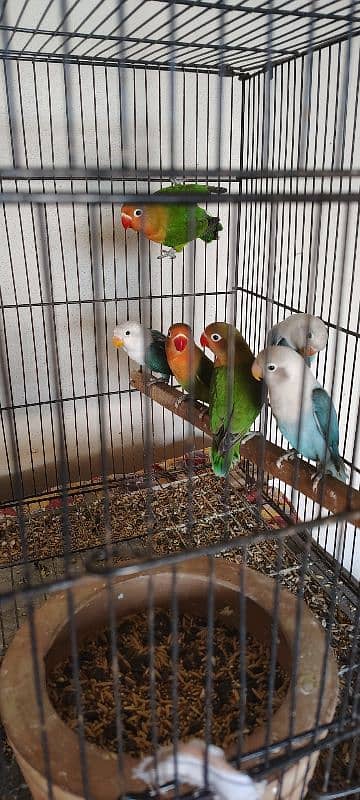 Lovebirds for sale 3