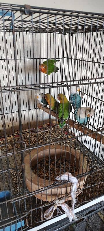 Lovebirds for sale 4