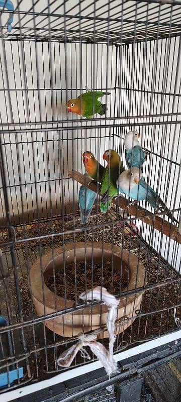 Lovebirds for sale 5