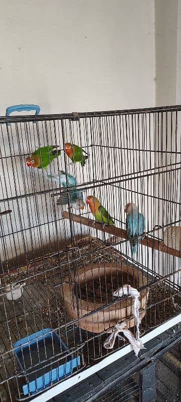 Lovebirds for sale 6