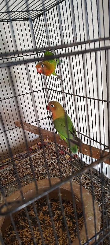 Lovebirds for sale 8