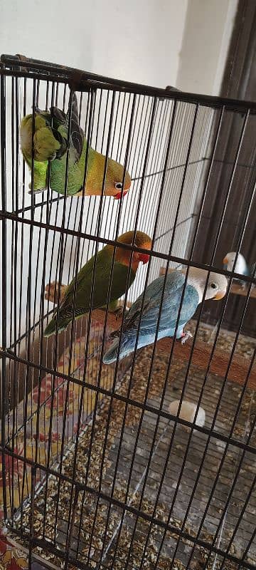 Lovebirds for sale 10