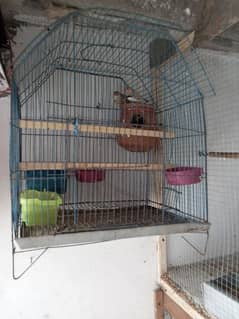 Zebra Finches Pair With Cage