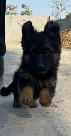 Black and Tan German Shepard puppy