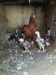 Aseel murga chicks