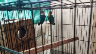 love bird breeding pair with box blue mask love bird