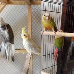 Australian Cockatiels Parrot and Pineapple Conure Pair for sale