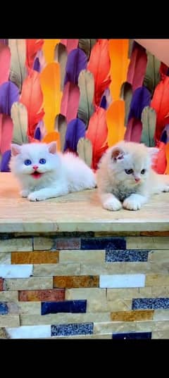 Persian cat for sale male or female my WhatsApp 0330=17=50=780