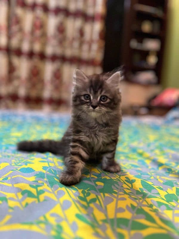 pure Persian kittens 1