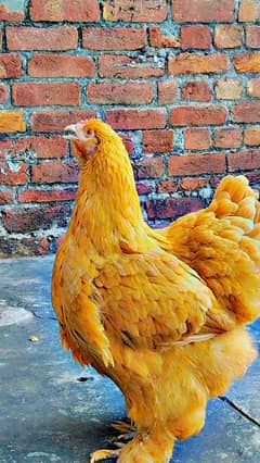 For Sale: Healthy & Beautiful Fence Hens - 2 Golden & 1 White