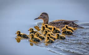 desi ducklings