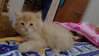 Persian kitten double coated cross for triple coated male