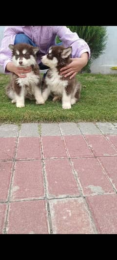 Siberian husky copper Brown puppies pair male & female far sale