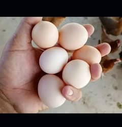 desi eggs