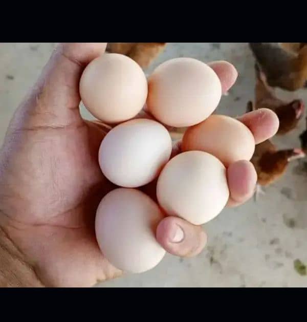 desi eggs 0