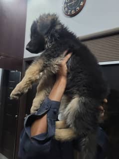 long coat heavy  quality german pup available