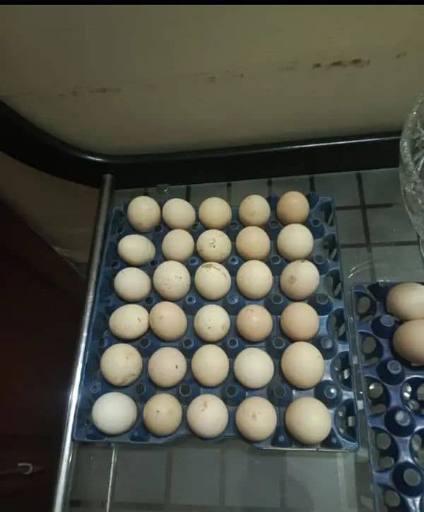 desi eggs 1