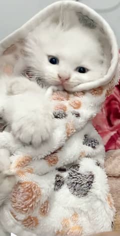 Persian Kitten | Blue eyes | tripple coated | kitten For Sale