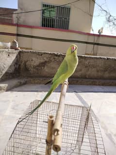 Male katha parrot for sale