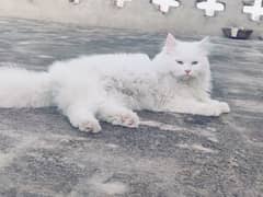 Persian cats